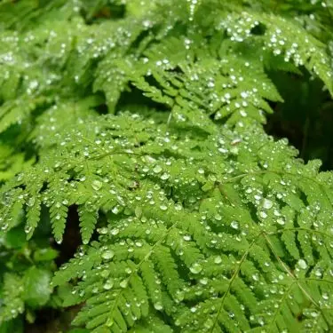 Når det regner, får vi bregner